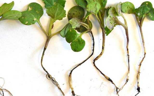 Radish leaves in a hole: what to do, how to process, photo, preventive measures