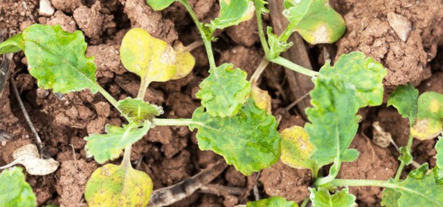 Radish leaves in a hole: what to do, how to process, photo, preventive measures