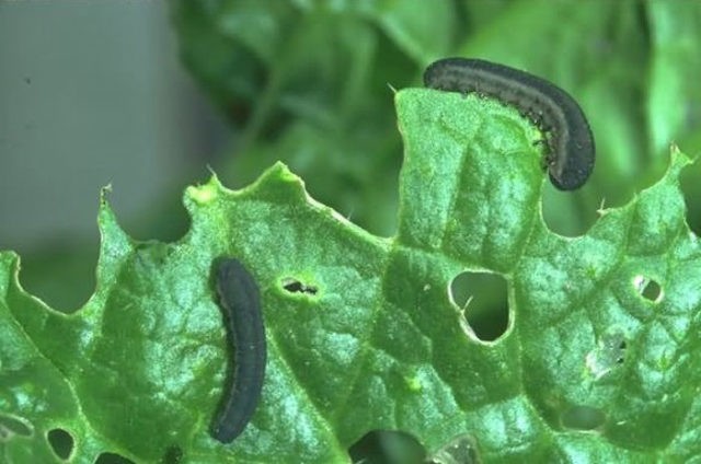 Radish leaves in a hole: what to do, how to process, photo, preventive measures