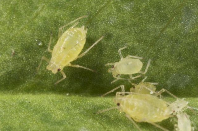 Radish leaves in a hole: what to do, how to process, photo, preventive measures