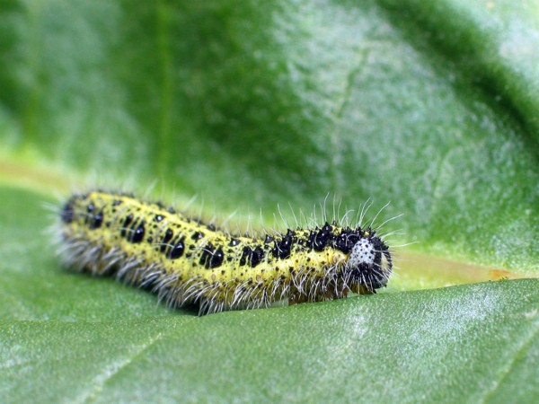 Radish pests: main types and methods of control