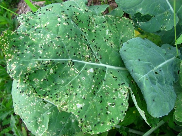 Radish pests: main types and methods of control