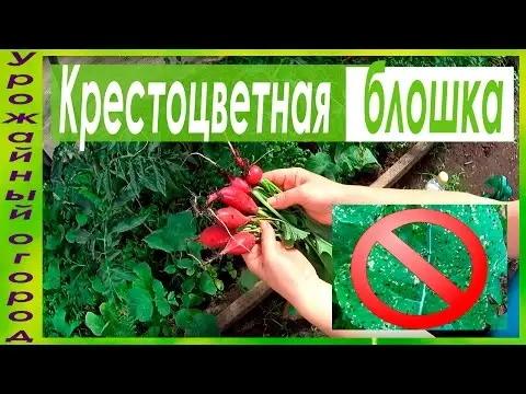 Radish pests: main types and methods of control