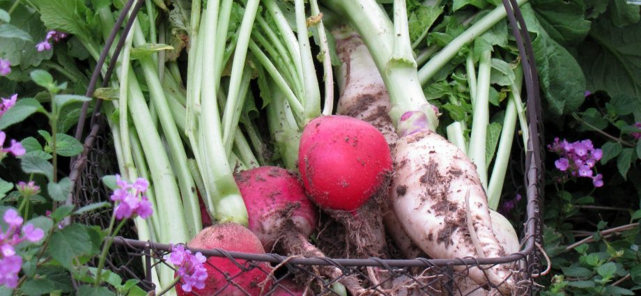 Radish pests: main types and methods of control