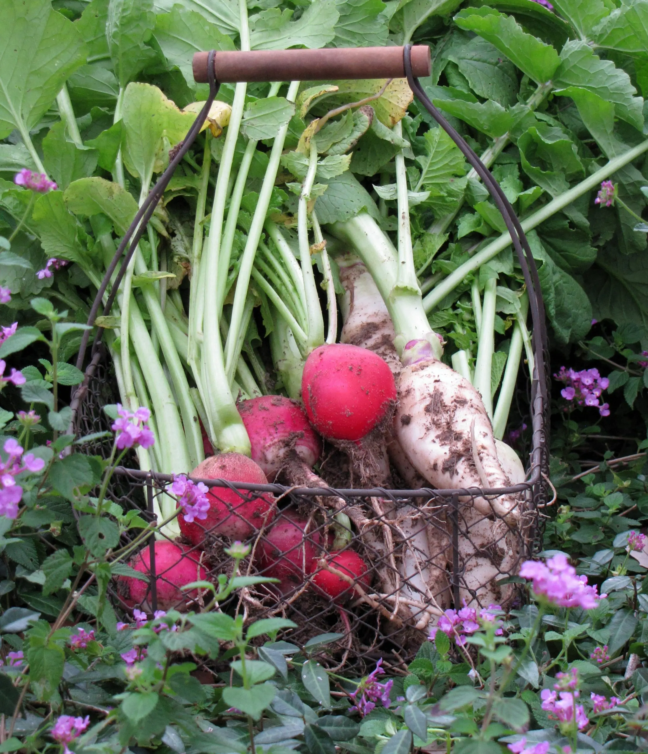 Radish pests: main types and methods of control