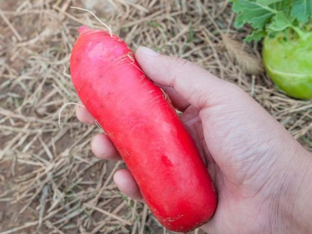 Radish Red Giant: description, photo, reviews