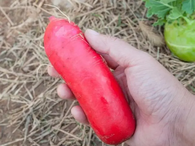 Radish Red Giant: description, photo, reviews