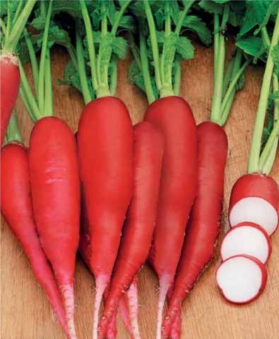 Radish Red Giant: description, photo, reviews