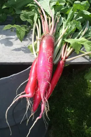 Radish Red Giant: description, photo, reviews