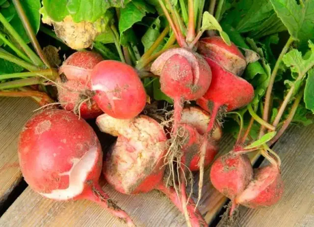 Radish Red Giant: description, photo, reviews