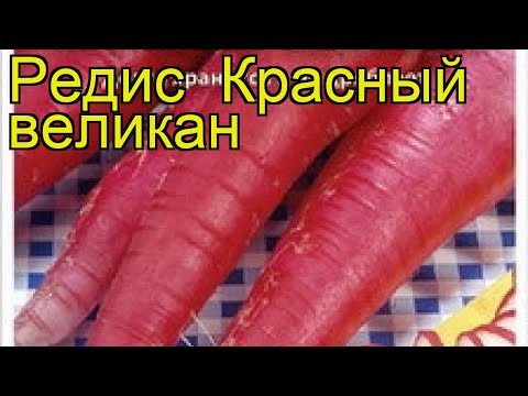 Radish Red Giant: description, photo, reviews