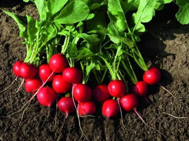 Radish Rudolf F1