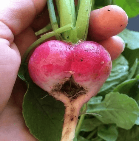 Radish Rudolf F1