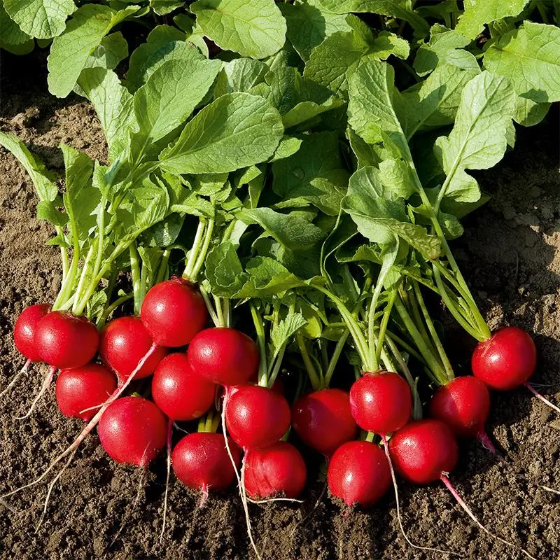 Radish Rudolf F1