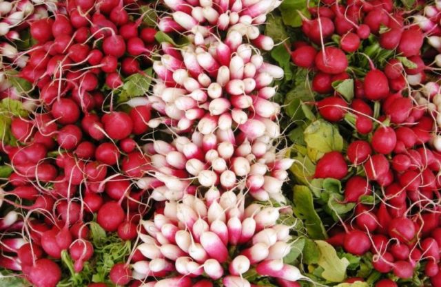 Radish seeds: the best varieties for open ground, for the Moscow region, for Siberia, for the regions