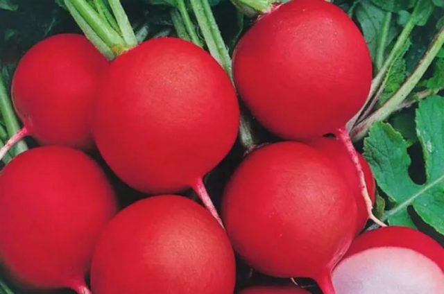 Radish seeds: the best varieties for open ground, for the Moscow region, for Siberia, for the regions