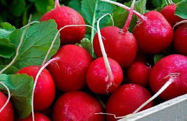 Radish seeds: the best varieties for open ground, for the Moscow region, for Siberia, for the regions