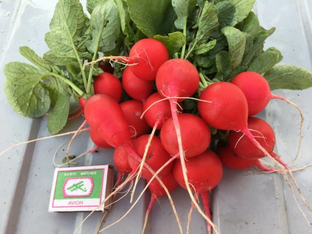 Radish seeds: the best varieties for open ground, for the Moscow region, for Siberia, for the regions