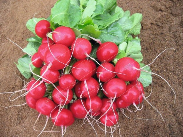 Radish seeds: the best varieties for open ground, for the Moscow region, for Siberia, for the regions