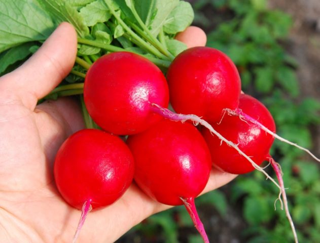 Radish seeds: the best varieties for open ground, for the Moscow region, for Siberia, for the regions