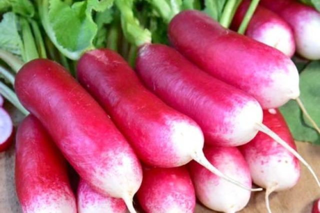 Radish seeds: the best varieties for open ground, for the Moscow region, for Siberia, for the regions