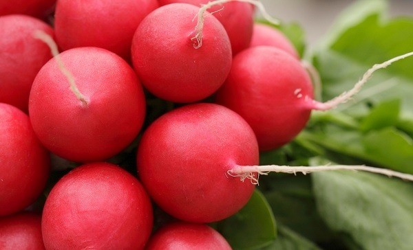 Radish seeds: the best varieties for open ground, for the Moscow region, for Siberia, for the regions