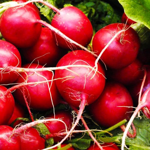 Radish seeds: the best varieties for open ground, for the Moscow region, for Siberia, for the regions