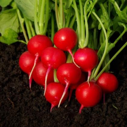 Radish seeds: the best varieties for open ground, for the Moscow region, for Siberia, for the regions