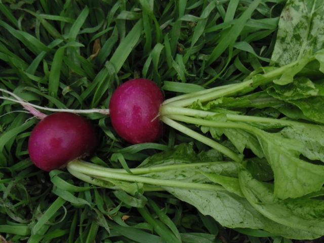 Radish seeds: the best varieties for open ground, for the Moscow region, for Siberia, for the regions