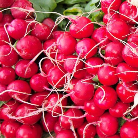 Radish seeds: the best varieties for open ground, for the Moscow region, for Siberia, for the regions