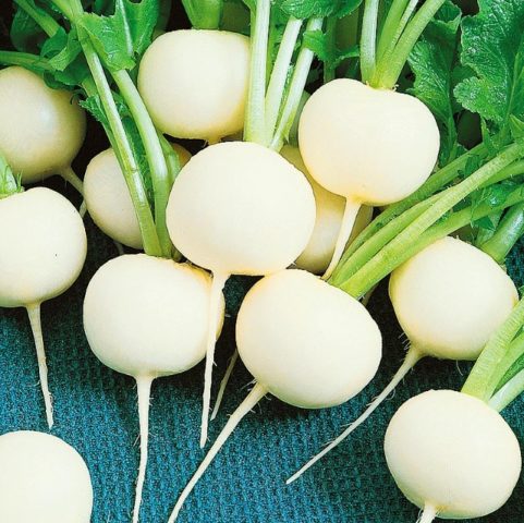 Radish seeds: the best varieties for open ground, for the Moscow region, for Siberia, for the regions