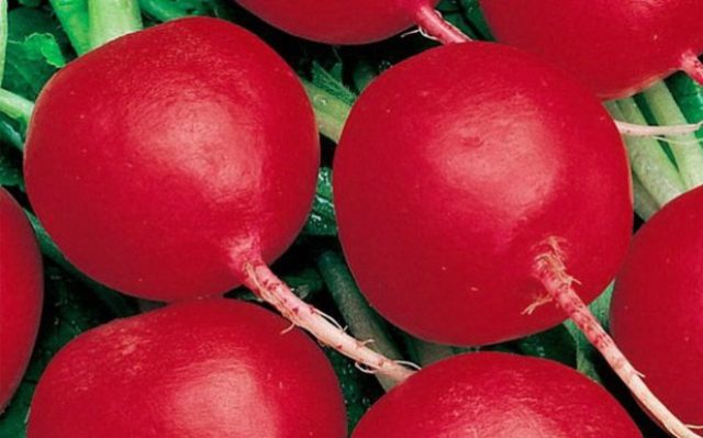 Radish seeds: the best varieties for open ground, for the Moscow region, for Siberia, for the regions