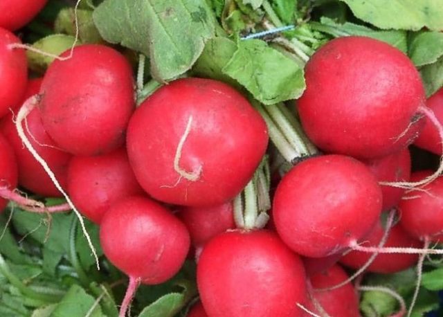 Radish seeds: the best varieties for open ground, for the Moscow region, for Siberia, for the regions