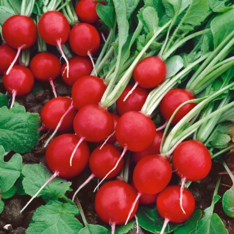 Radish seeds: the best varieties for open ground, for the Moscow region, for Siberia, for the regions