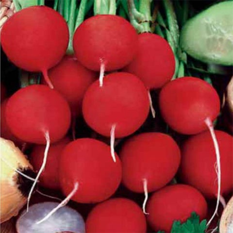 Radish seeds: the best varieties for open ground, for the Moscow region, for Siberia, for the regions