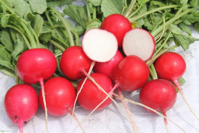 Radish seeds: the best varieties for open ground, for the Moscow region, for Siberia, for the regions