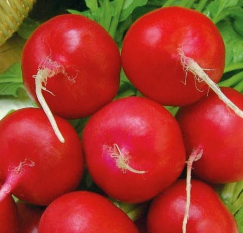 Radish seeds: the best varieties for open ground, for the Moscow region, for Siberia, for the regions