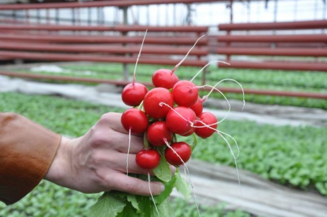 Radish seeds: the best varieties for open ground, for the Moscow region, for Siberia, for the regions