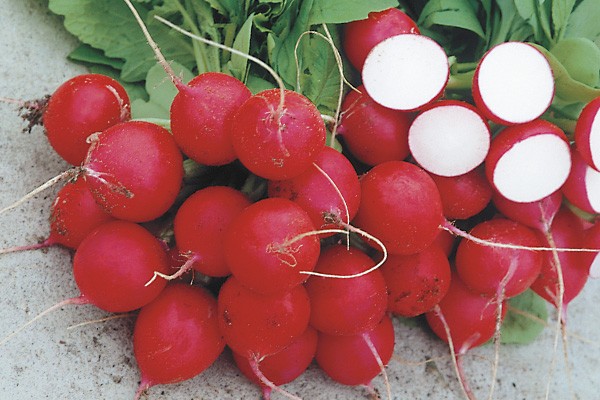 Radish seeds: the best varieties for open ground, for the Moscow region, for Siberia, for the regions