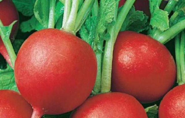 Radish seeds: the best varieties for open ground, for the Moscow region, for Siberia, for the regions