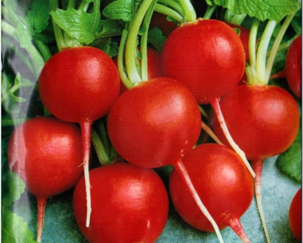 Radish seeds: the best varieties for open ground, for the Moscow region, for Siberia, for the regions