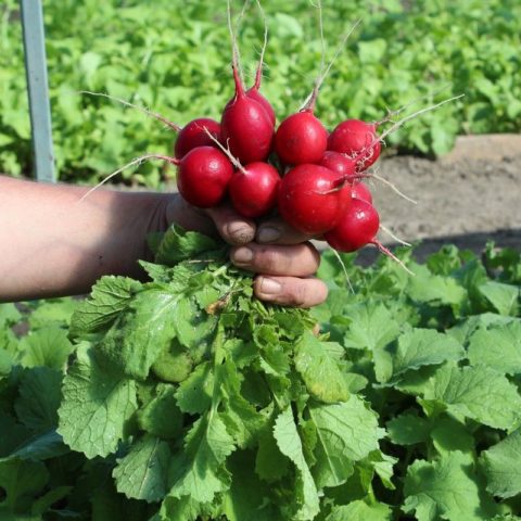 Radish seeds: the best varieties for open ground, for the Moscow region, for Siberia, for the regions