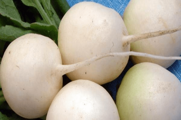 Radish seeds: the best varieties for open ground, for the Moscow region, for Siberia, for the regions