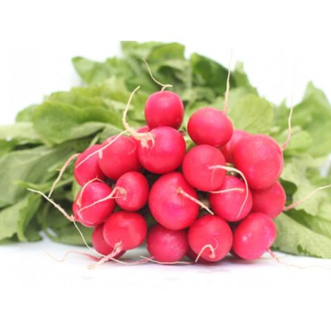 Radish seeds: the best varieties for open ground, for the Moscow region, for Siberia, for the regions