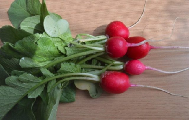 Radish seeds: the best varieties for open ground, for the Moscow region, for Siberia, for the regions