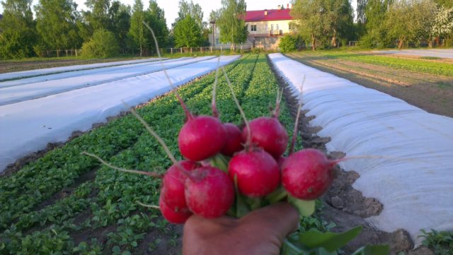 Radish seeds: the best varieties for open ground, for the Moscow region, for Siberia, for the regions