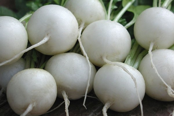 Radish seeds: the best varieties for open ground, for the Moscow region, for Siberia, for the regions