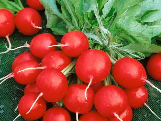 Radish seeds: the best varieties for open ground, for the Moscow region, for Siberia, for the regions