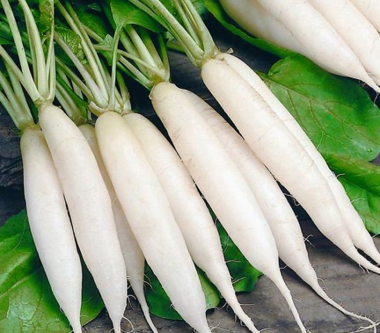 Radish seeds: the best varieties for open ground, for the Moscow region, for Siberia, for the regions