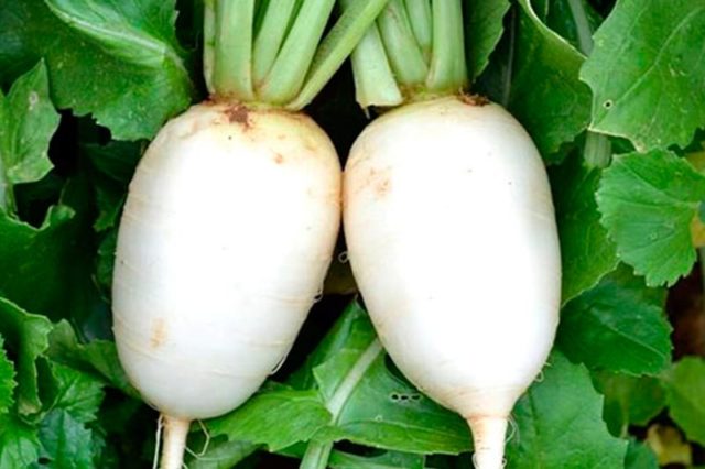 Radish seeds: the best varieties for open ground, for the Moscow region, for Siberia, for the regions